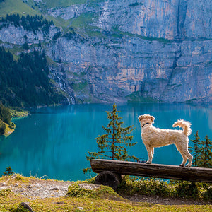3 Reasons Why Hemp Oil Dog Treats are Great for Your Dog