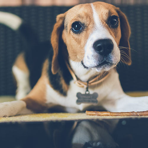 Give Your Dog These Oils