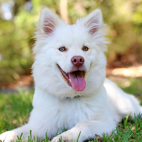 Can You Give Hemp Oil to Dogs?