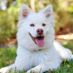 Can You Give Hemp Oil to Dogs?