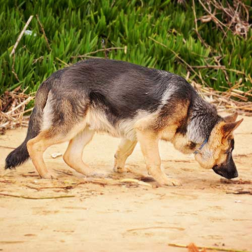 German Shepherd Temperament and Behavior