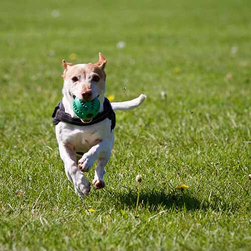 Dog Mobility: Agility to Aging