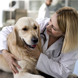 Finding the Right Dog Cancer Treatment