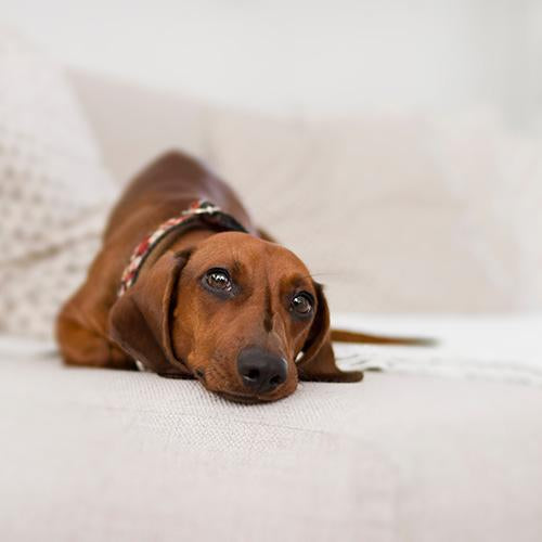 Dog Gut Bacteria: Why It Matters