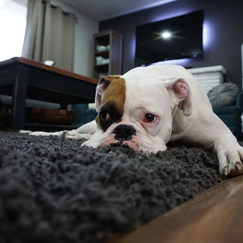 Dog Noise Anxiety Relief