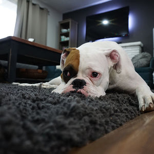 Dog Noise Anxiety Relief
