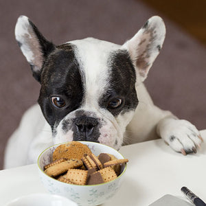 Dog Taste Buds and CBD Oil