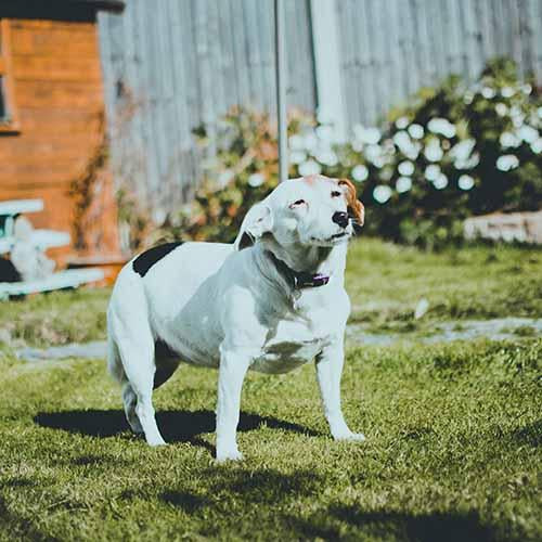Hip Dysplasia in Your Dog