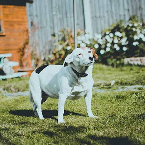 Hip Dysplasia in Your Dog