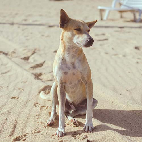 Homeopathic Cancer Treatment for Dogs