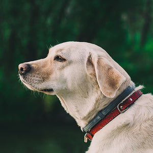 Labrador Retriever Temperament and Behavior