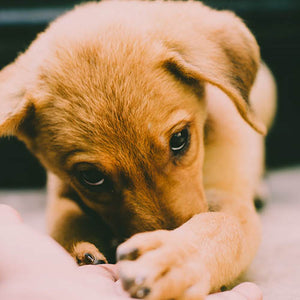 Puppy Health: Prevention, Care and Longevity