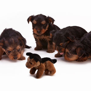 Puppy Socialization & Training Tips