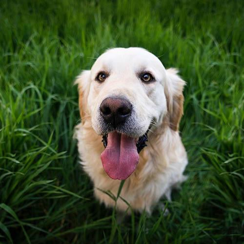 Why Do Dogs Eat Grass: Debunked